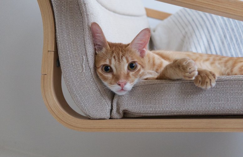 chat sur fauteuil poang ikea