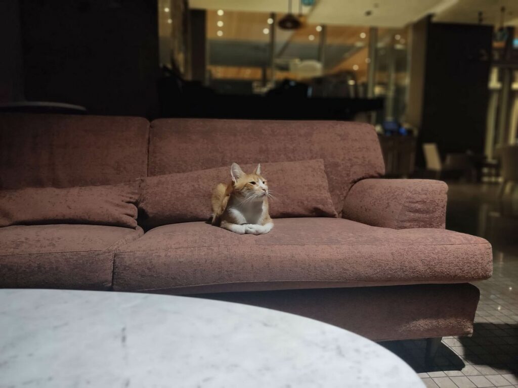 Chat sur un canapé sofa en tissu