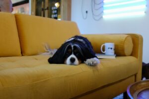 chien sur canapé jaune en tissu