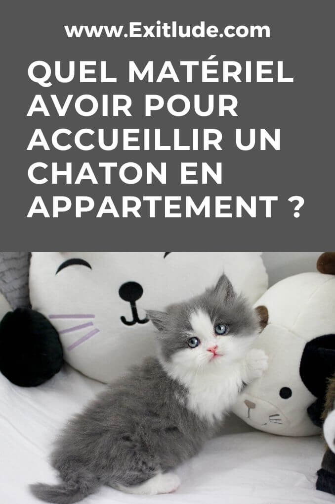 Quel matériel avoir pour accueillir un chaton en appartement ?