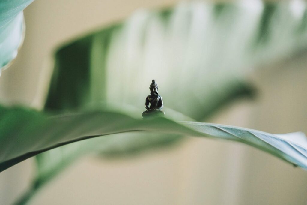 plantes pour ambiance zen