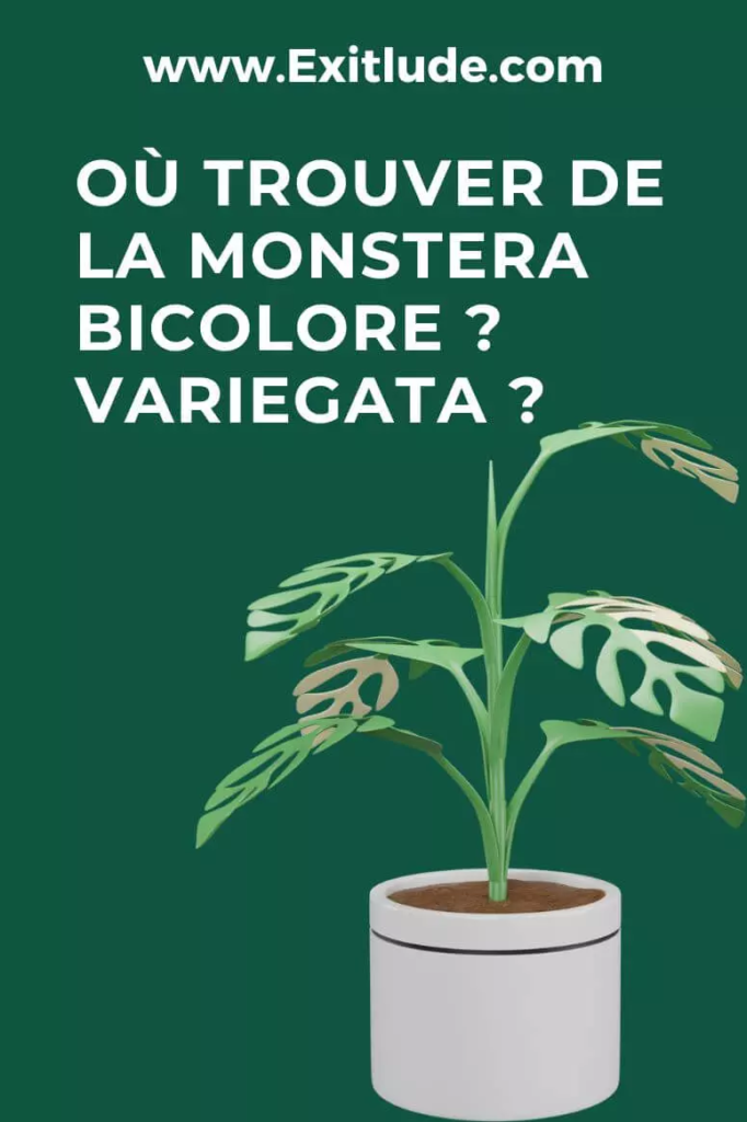 trouver de la monstera variegata bicolore