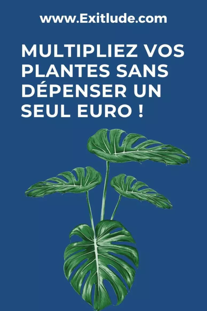 Multipliez vos plantes sans dépenser un seul euro !