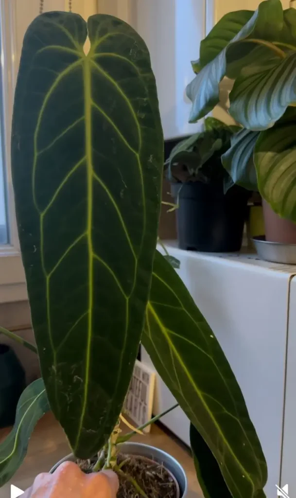 Anthurium warocqueanum
