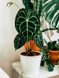 Anthurium crystallinum dans un pot blanc entouré d'autres plantes tropicales