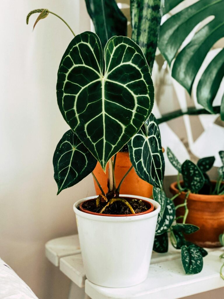 Anthurium crystallinum dans un pot blanc entouré d'autres plantes tropicales