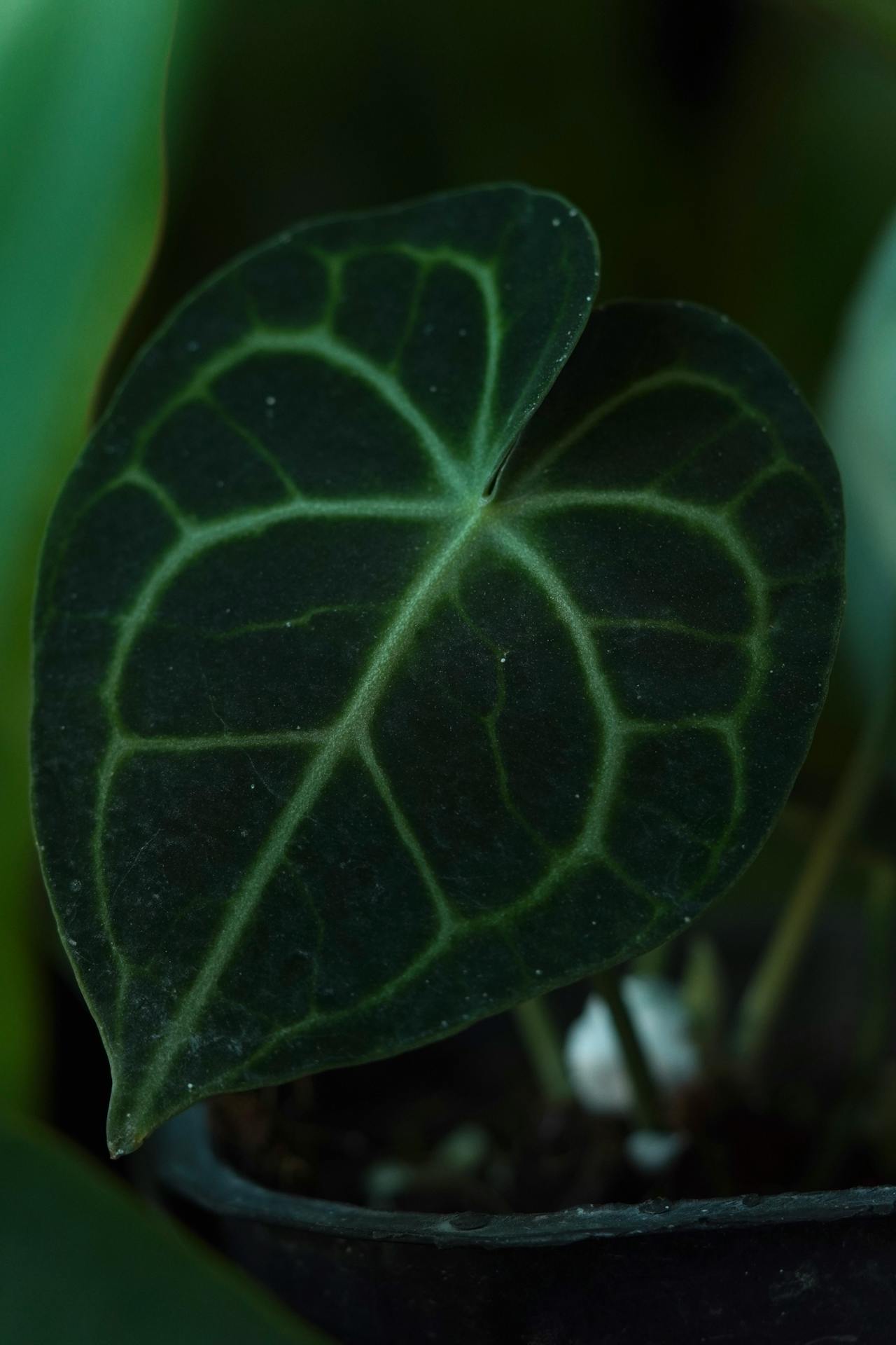 Détail des nervures blanches caractéristiques de l'Anthurium crystallinum