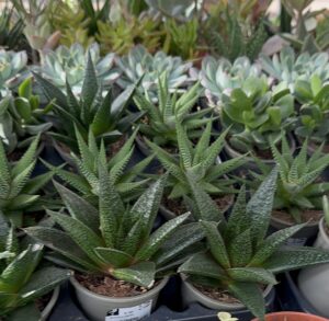 haworthias