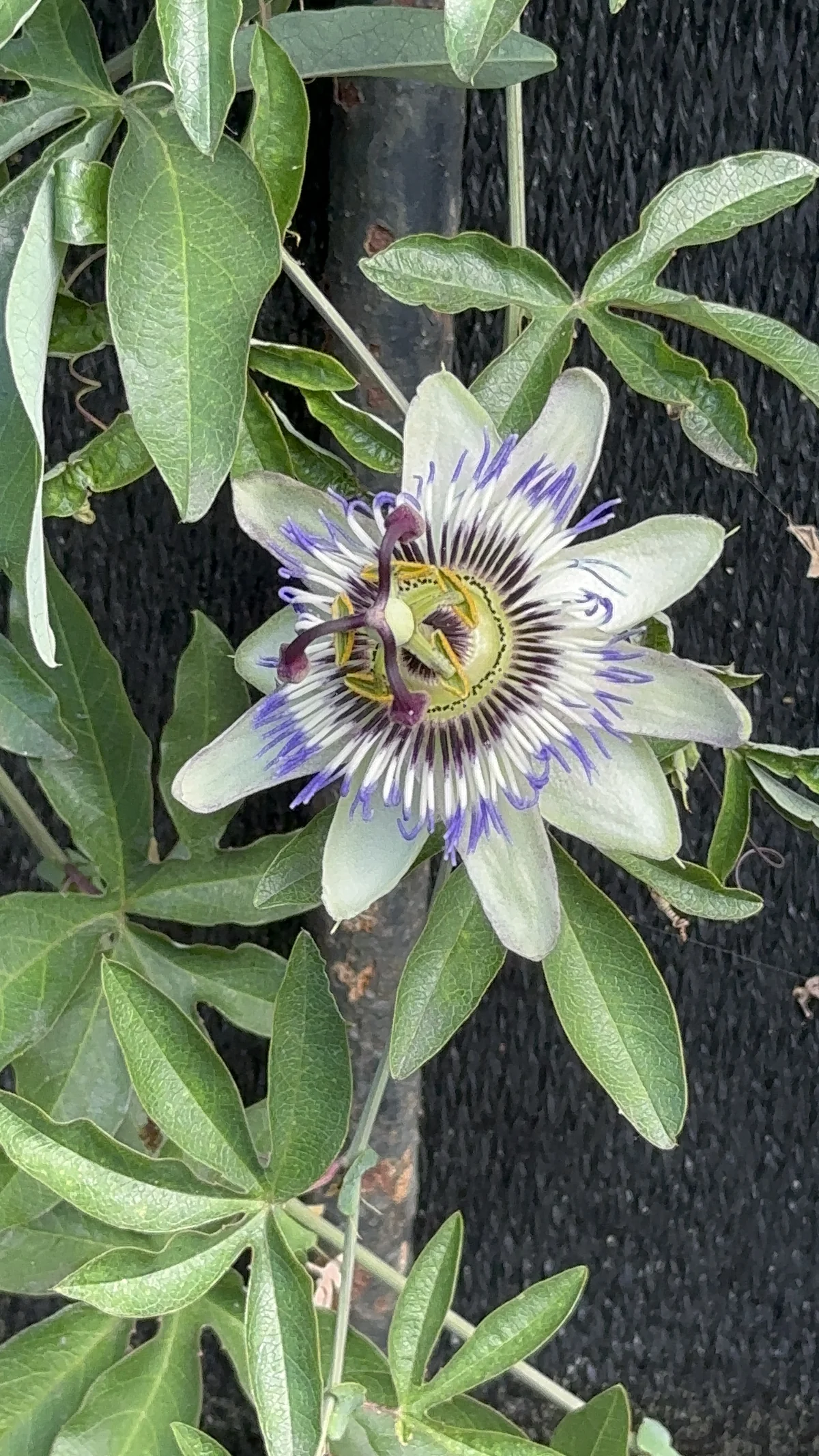 Fleur de passiflore bleue en gros plan avec ses étamines et son style caractéristique