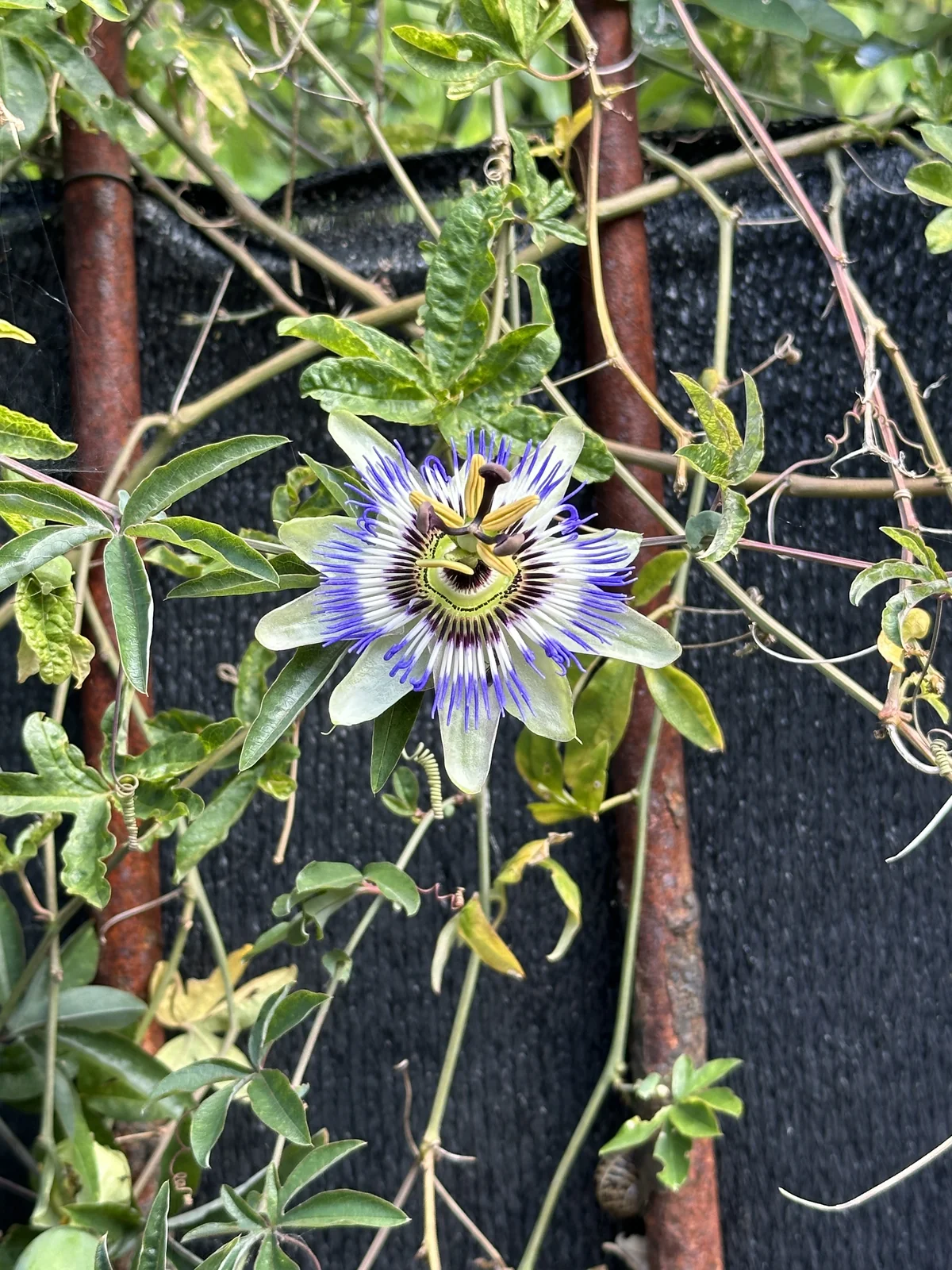 Passiflore grimpant sur un treillis métallique dans un jardin