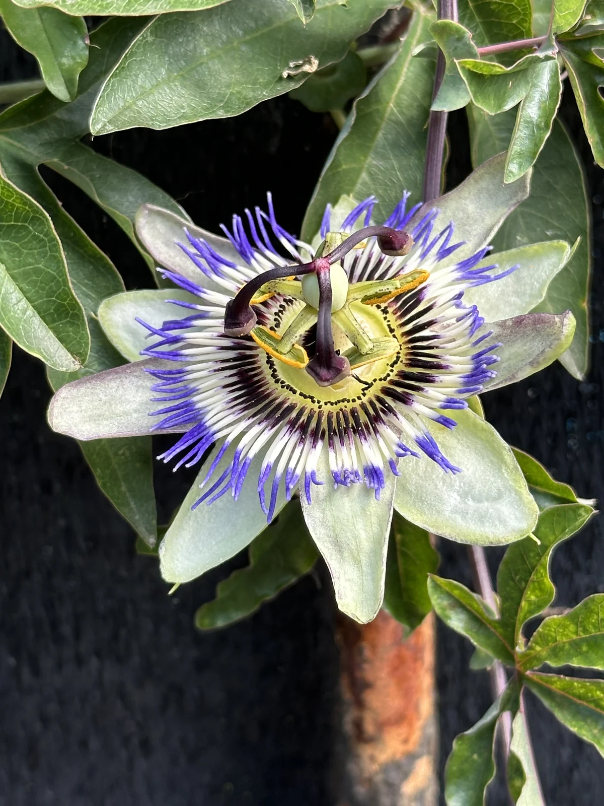 Passiflore blanche et bleue épanouie sur son support