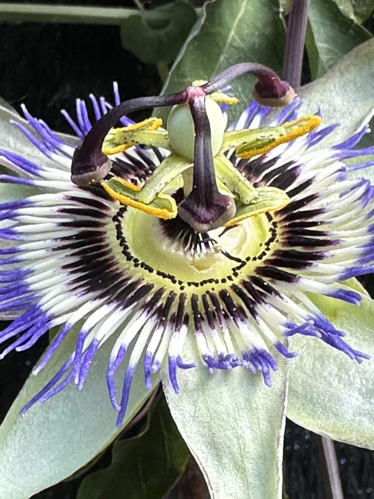 Fruits verts de passiflore encore immatures sur la liane, avec des fleurs et boutons alentour