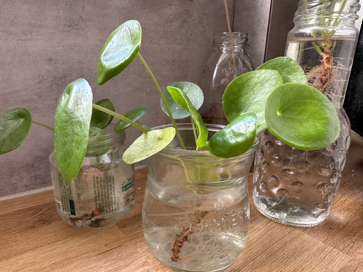 Boutures de Pilea peperomioides enracinées dans des bocaux en verre remplis d&rsquo;eau
