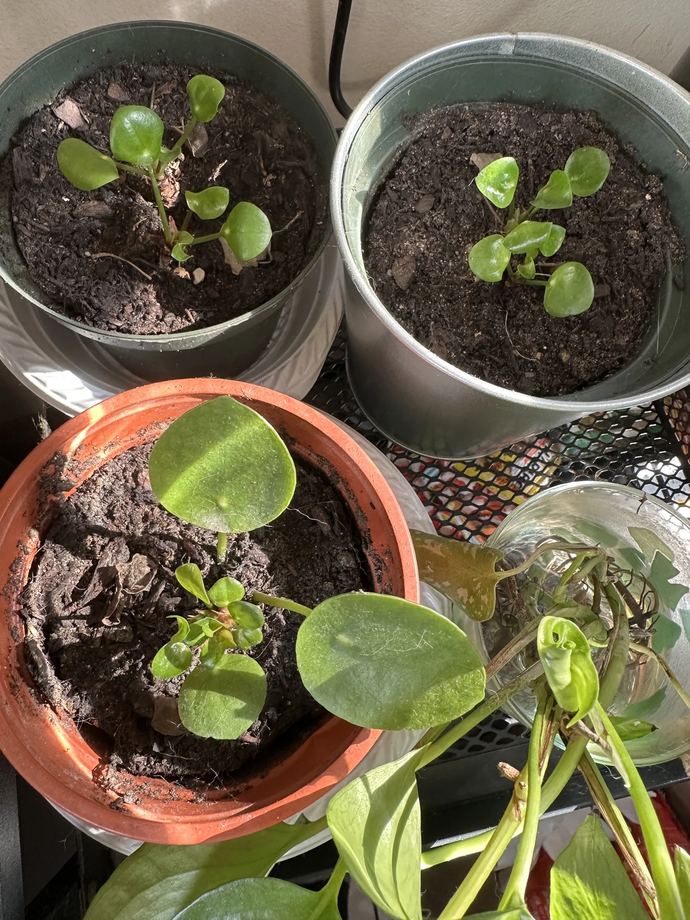 Jeunes boutures de Pilea peperomioides rempotées en terreau après enracinement dans l&rsquo;eau